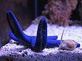 Nassarius Snail (Nassarius distortus) Family: Nassariidae, Genus: Nassarius.