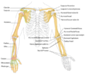 Thumbnail for version as of 05:13, 18 November 2011