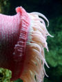 Sideview of normal sea anemone
