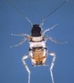 Brown-banded cockroach (Supella longipalpa) Family:Blattellidae