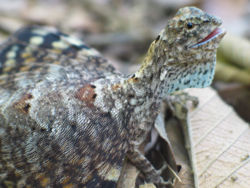 Dracovolans.jpg