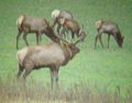 A bull elk guards his harem.