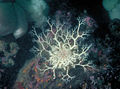 Basket star (Gorgonocephalus eucnemis) Family :Gorgonocephalidae
