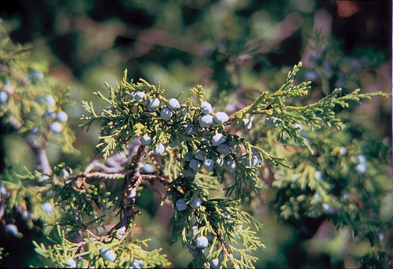 File:Juniperus scopulorum branch.jpg