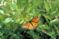 Common-name (species name) Subtaxa:name