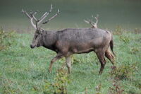 PereDavidDeer.jpg