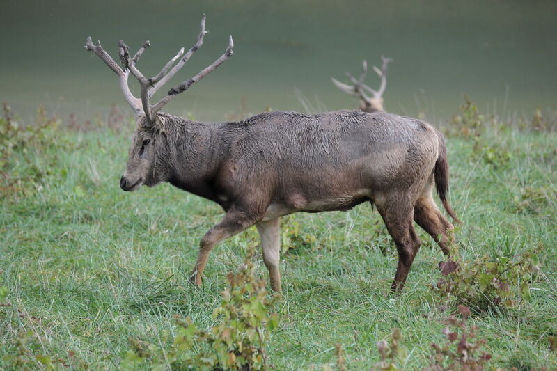 File:PereDavidDeer.jpg
