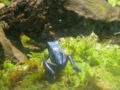 Dendrobates azureus