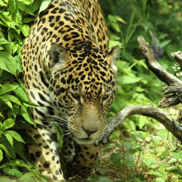 File:Prowling Jaguar.jpg