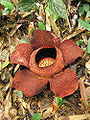 Corpse Flower (Rafflesia arnoldii)