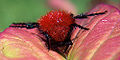 Thumbnail for version as of 06:32, 3 December 2009