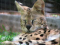 (serval) Leptailurus-