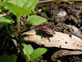 Two-spotted stink bug (Perillus bioculatus) Subfamily: Asopinae
