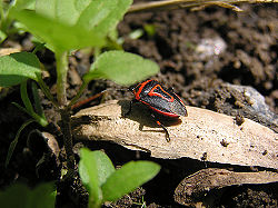 Spotted Stink Bug.jpg