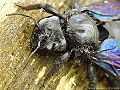 Thumbnail for version as of 04:05, 23 November 2011