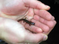 Baby Cope's Giant salamander (Dicamptodon copei)