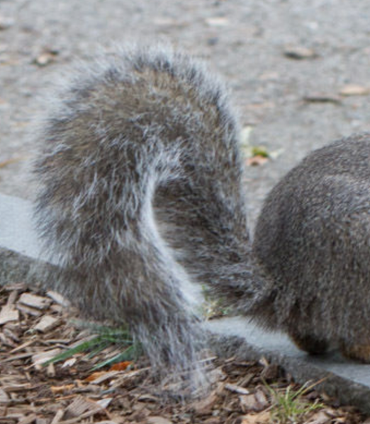 File:Eastern gray squirrel Tail.png