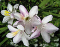 Antique White Freesia (F. alba)