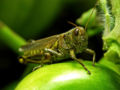 Thumbnail for version as of 19:11, 22 October 2006
