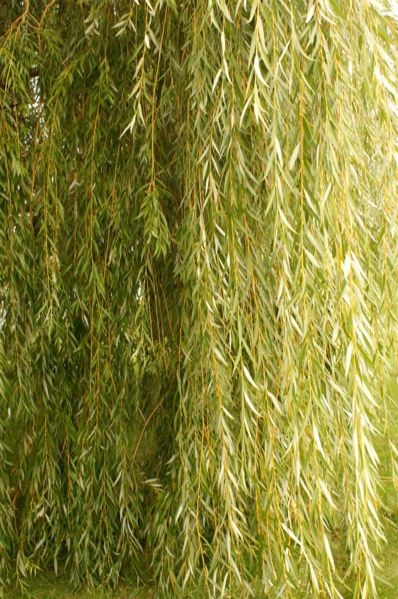 File:Leaves.jpg