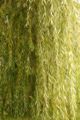 Willow tree leaves
