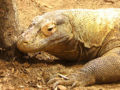 Thumbnail for version as of 16:23, 1 December 2006