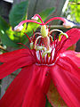 Passion Flower (Passiflora coccinea)