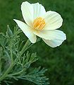 Unidentified White Poppy