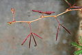 Shameplant (Mimosa pudica)