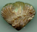 Rhynchonella
