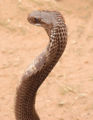 Standing Cobra