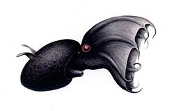 Vampiresquid2.jpg