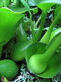 Thumbnail for version as of 00:36, 16 May 2010