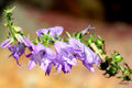 Creeping bellflower ( campanula rapunculoides) Campanula rapunculoides