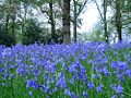 English Bluebell ( Hyacinthoides non-scripta)