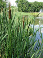 Broadleaf Cattail (Typha latifolia)