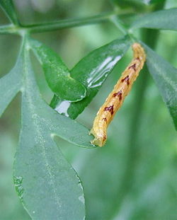 Eupithecia miserulata caterpillar.jpg