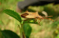 Box Bug (Gonocerus acuteangulatus) Superfamily: Coreoidea Family: Coreidae