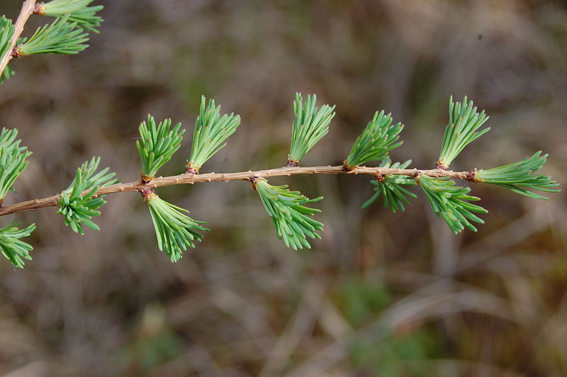 File:Larch needles.jpg
