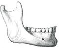 Right mandible in adult - side view.