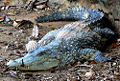 Thumbnail for version as of 01:27, 1 December 2008