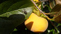 Persimmon (D. kaki) Genus:Diospyros