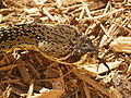 Thumbnail for version as of 22:43, 20 January 2012