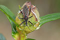 Assassin Bug (Rhynocoris cuspidatus) Genus:Rhynocoris