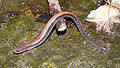 Thumbnail for version as of 07:02, 4 February 2011