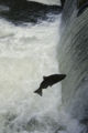 Coho Salmon (Oncorhynchus kisutch)