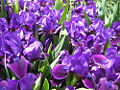 Dwarf Purple Iris