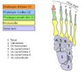 Diagram of a foot