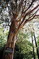 Thumbnail for version as of 07:28, 24 April 2009