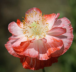 Fairypoppy.jpg